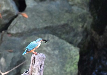 カワセミ 行徳野鳥保護区 2023年8月25日(金)