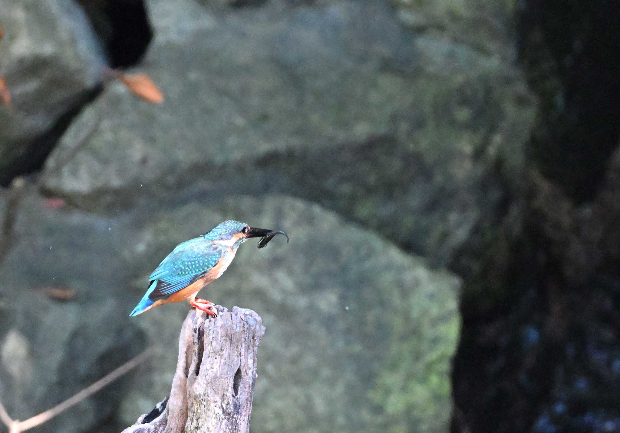 行徳野鳥保護区 カワセミの写真 by 塩コンブ