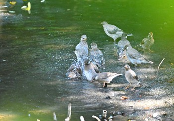 コムクドリ 行徳野鳥保護区 2023年8月25日(金)