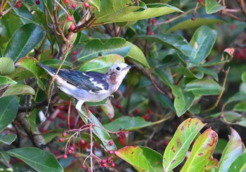 2023年8月25日(金) 行徳野鳥保護区の野鳥観察記録