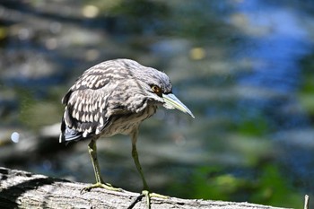 ゴイサギ 行徳野鳥保護区 2023年8月25日(金)