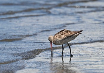 オオソリハシシギ ふなばし三番瀬海浜公園 2023年8月25日(金)