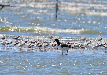 ミヤコドリ ふなばし三番瀬海浜公園 2023年8月25日(金)