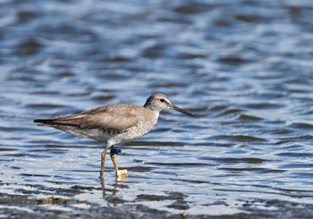 キアシシギ ふなばし三番瀬海浜公園 2023年8月24日(木)