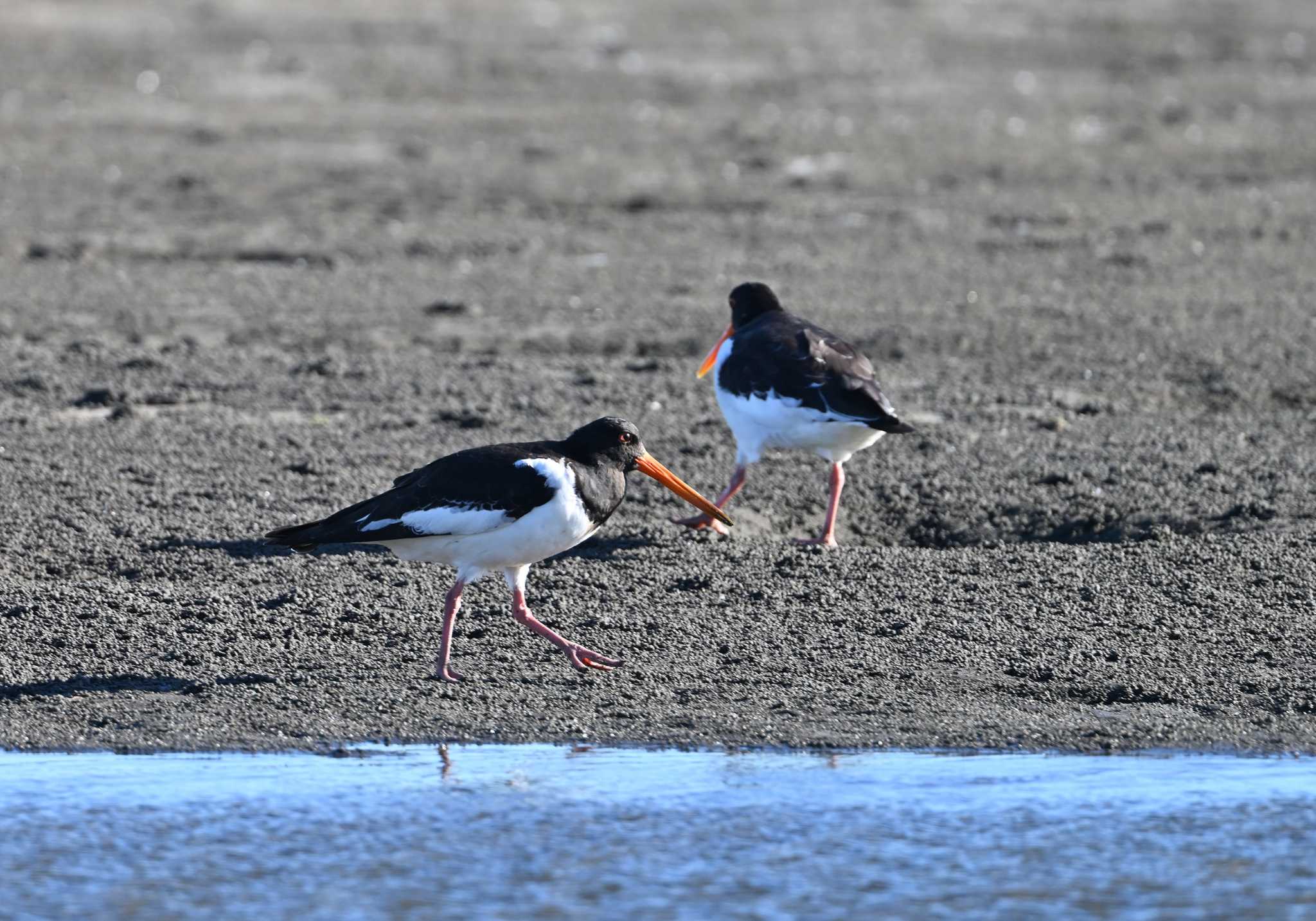 ふなばし三番瀬海浜公園 ミヤコドリの写真 by 塩コンブ