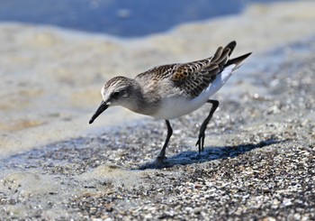 トウネン ふなばし三番瀬海浜公園 2023年8月24日(木)