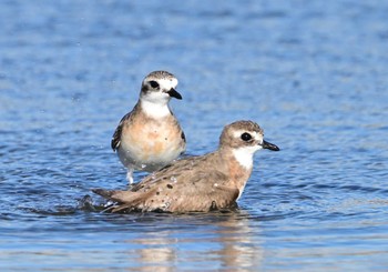 メダイチドリ ふなばし三番瀬海浜公園 2023年8月24日(木)