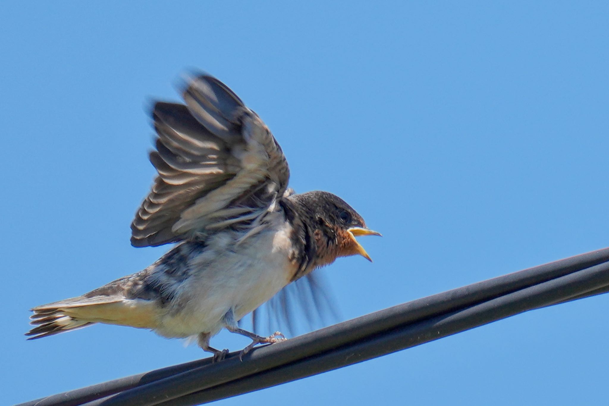 Barn Swallow