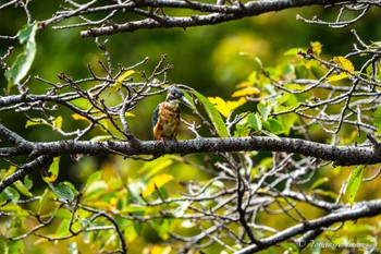 2023年8月26日(土) 薬師池公園の野鳥観察記録