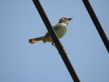 2023年8月26日(土) 平塚田んぼの野鳥観察記録