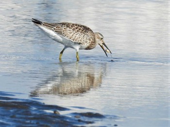 オバシギ ふなばし三番瀬海浜公園 2023年8月26日(土)