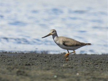 ソリハシシギ ふなばし三番瀬海浜公園 2023年8月26日(土)