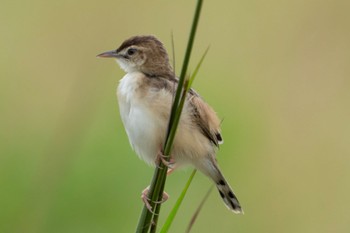 Zitting Cisticola Jurong Lake Gardens Sat, 8/26/2023