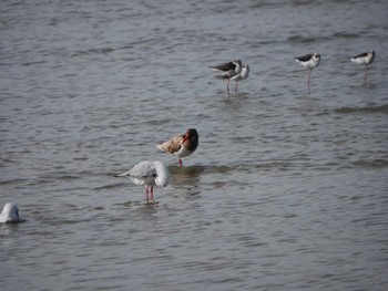 Eurasian Oystercatcher ケアンズ Mon, 8/7/2023