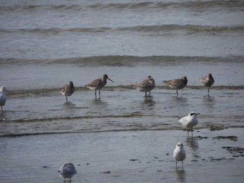 Bar-tailed Godwit ケアンズ Mon, 8/7/2023