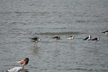 Pied Stilt ケアンズ Mon, 8/7/2023