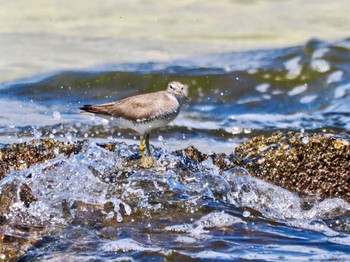 2023年8月19日(土) お台場海浜公園の野鳥観察記録