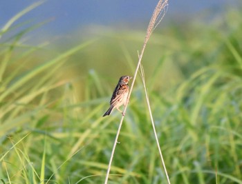 Chestnut-eared Bunting 仏沼湿原 Sat, 7/29/2023