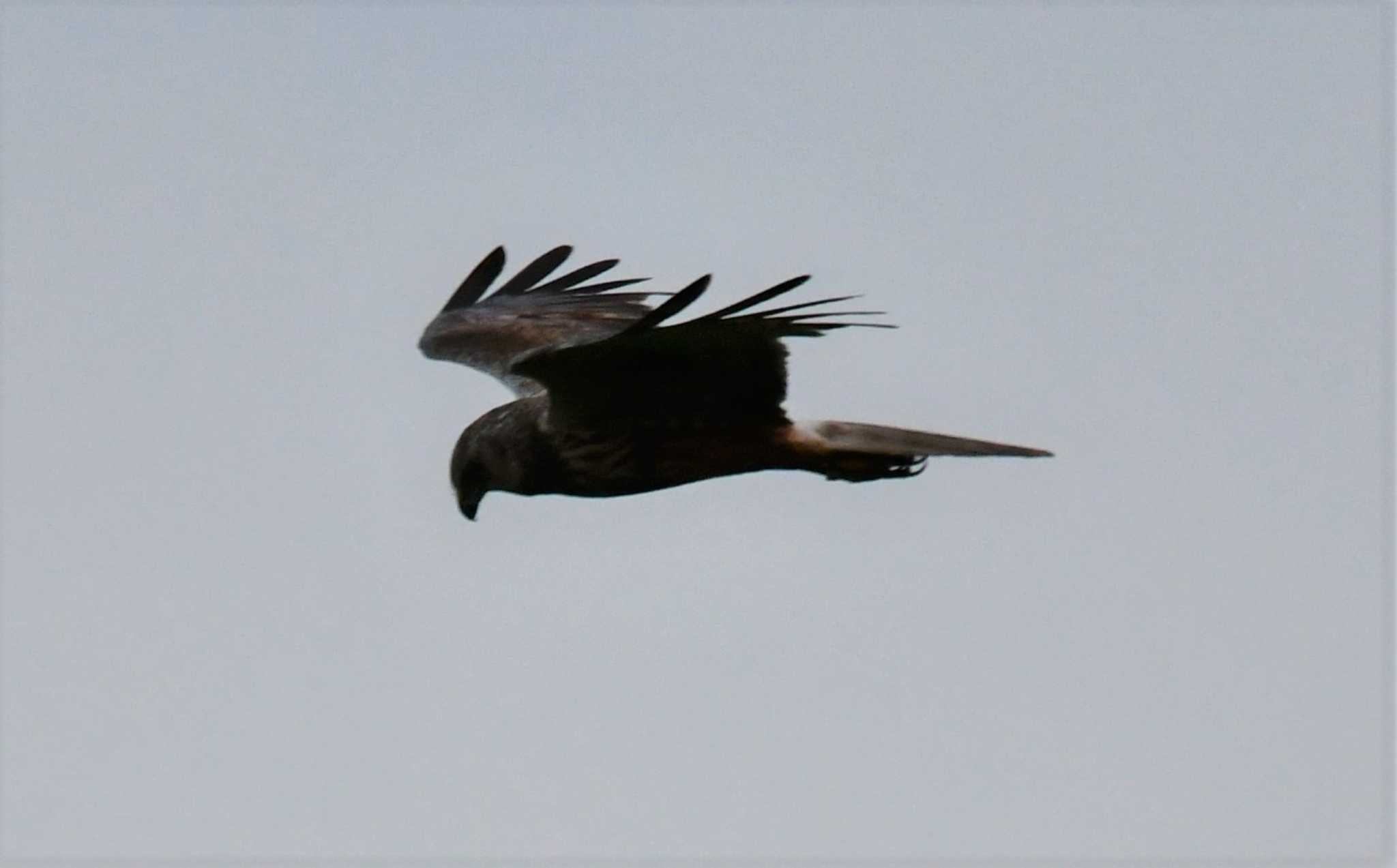 Photo of Eastern Marsh Harrier at 仏沼湿原 by みやさん