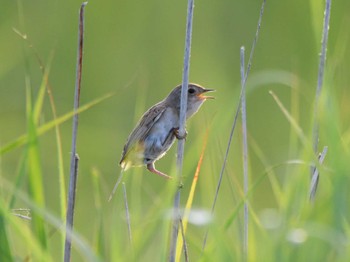 Marsh Grassbird 仏沼湿原 Sat, 7/29/2023