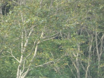 2023年8月12日(土) 大山の野鳥観察記録