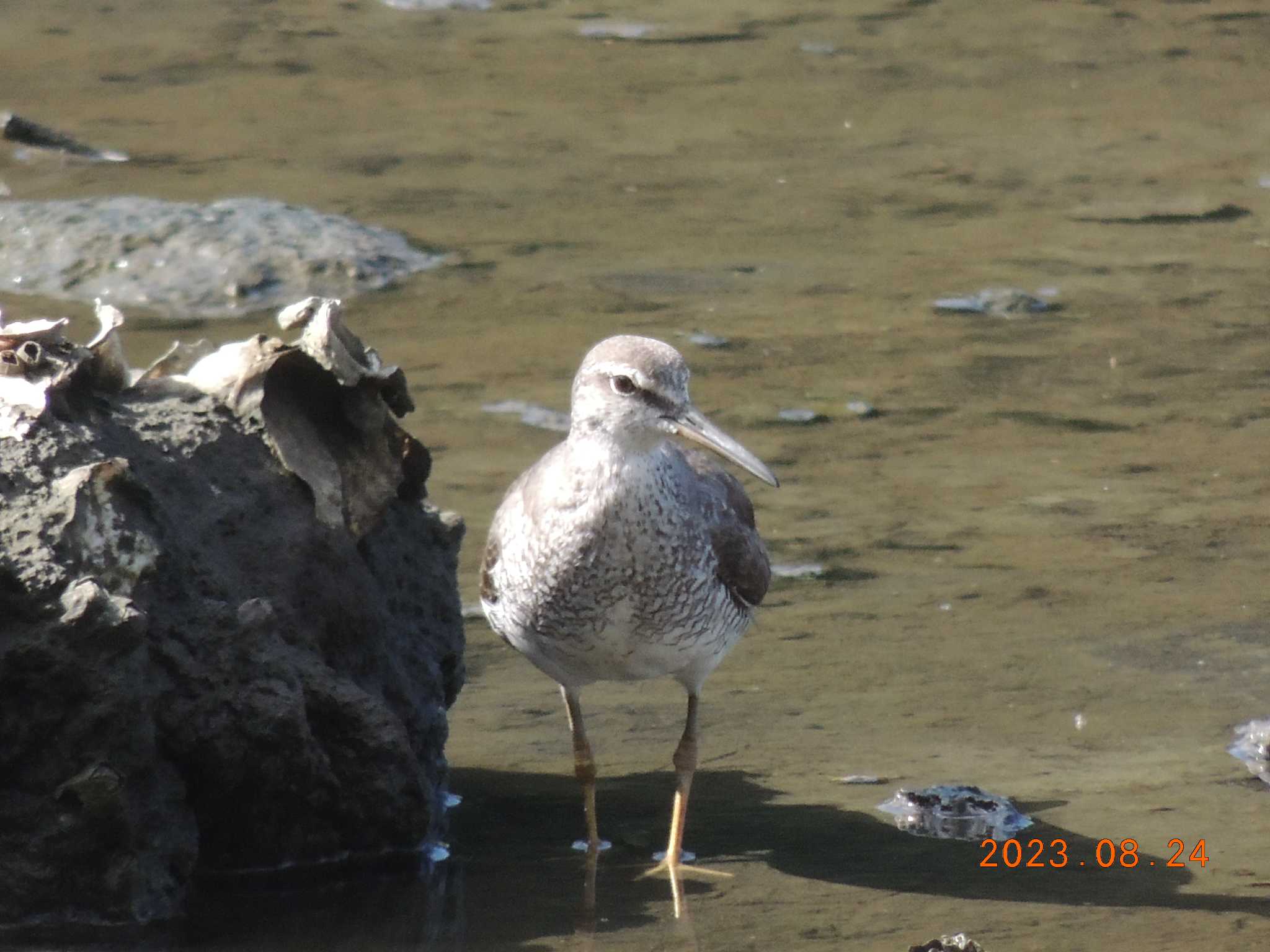 葛西臨海公園 キアシシギの写真