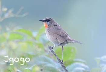 ノゴマ 茨戸川緑地 2023年8月8日(火)