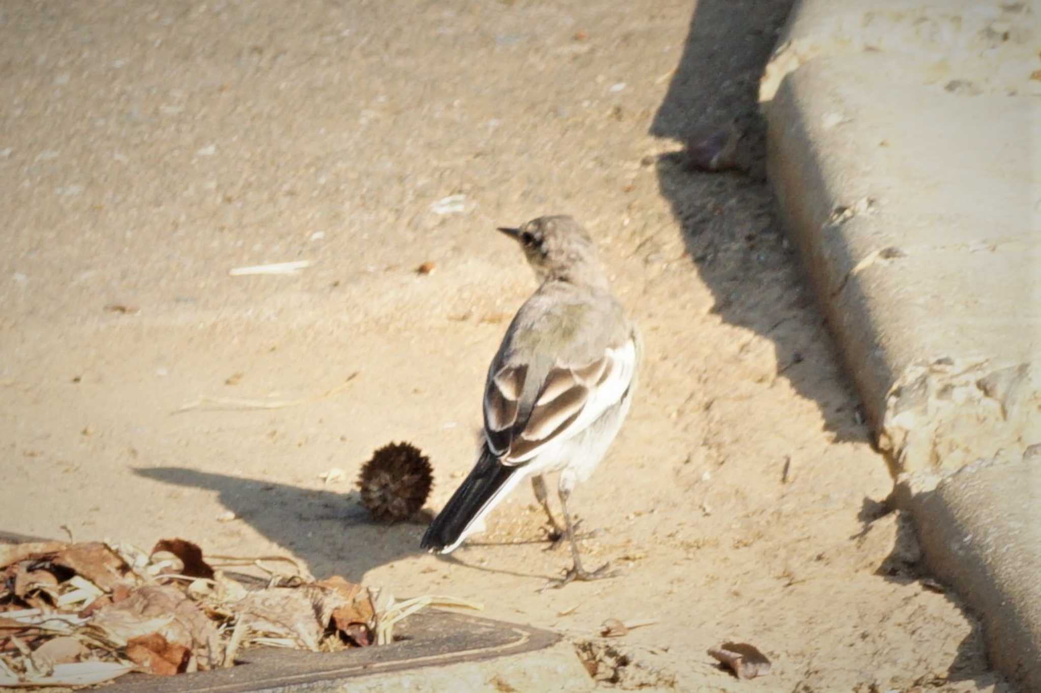 White Wagtail