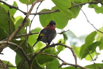 Crimson Sunbird タイ Thu, 6/14/2018