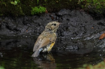 Red-flanked Bluetail Okuniwaso(Mt. Fuji) Mon, 8/21/2023