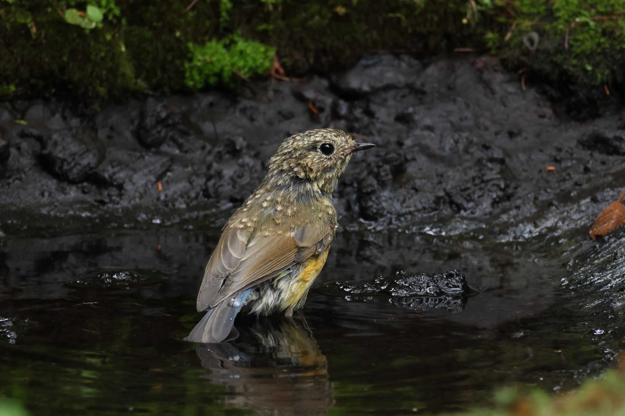 Red-flanked Bluetail