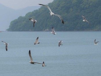 ウミネコ 長崎県 2023年8月23日(水)