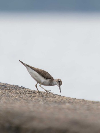 Common Sandpiper 長崎県 Wed, 8/23/2023