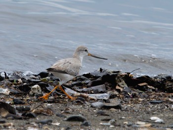 Terek Sandpiper 長崎県 Wed, 8/23/2023