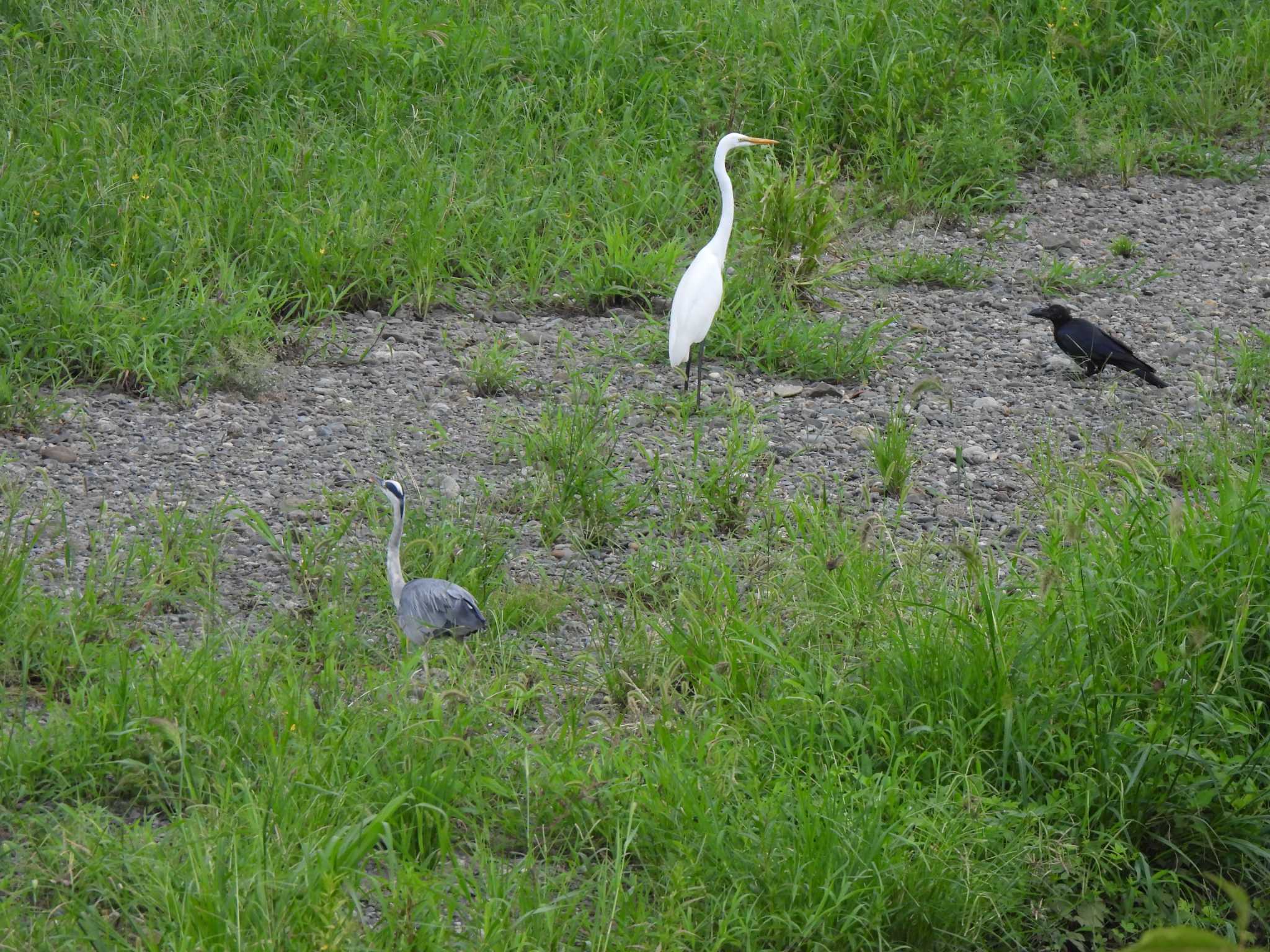 引地川野鳥サミット