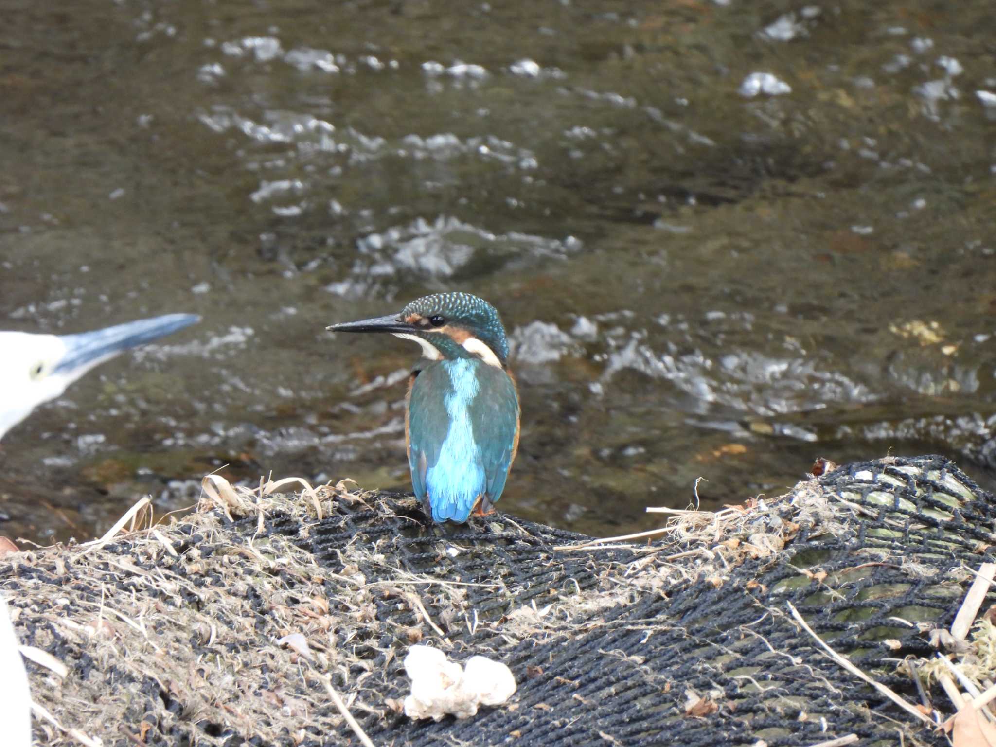 引地川親水公園 カワセミの写真