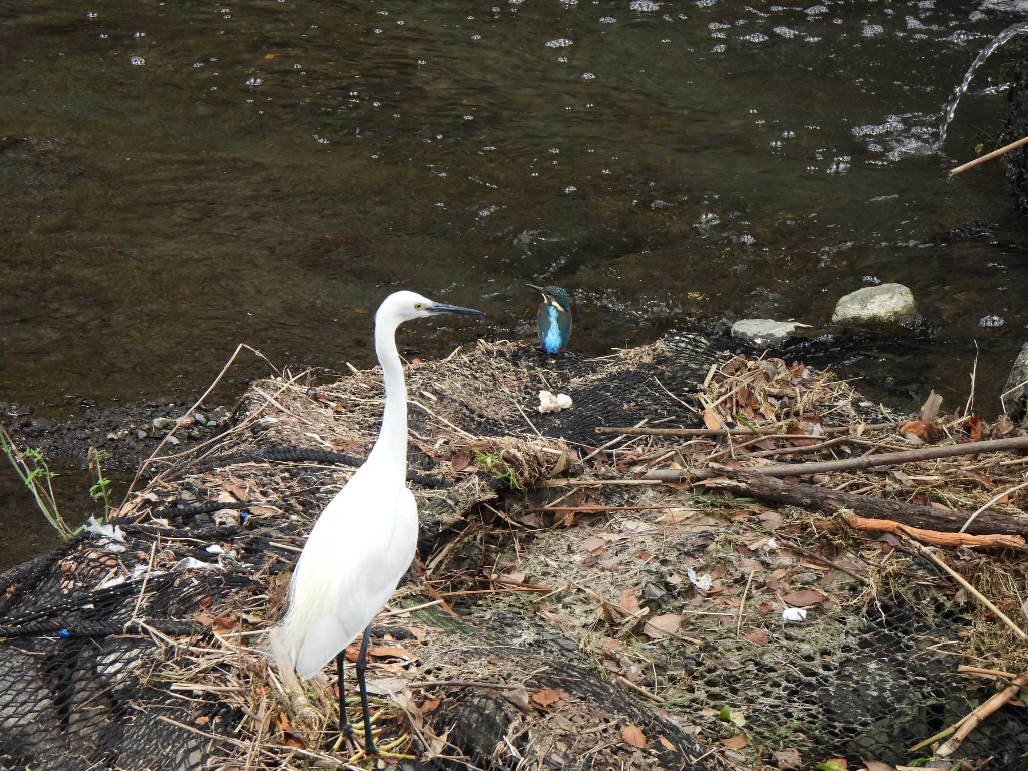 引地川親水公園 カワセミの写真 by こむぎこねこ