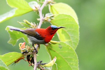 Crimson Sunbird タイ Thu, 6/14/2018