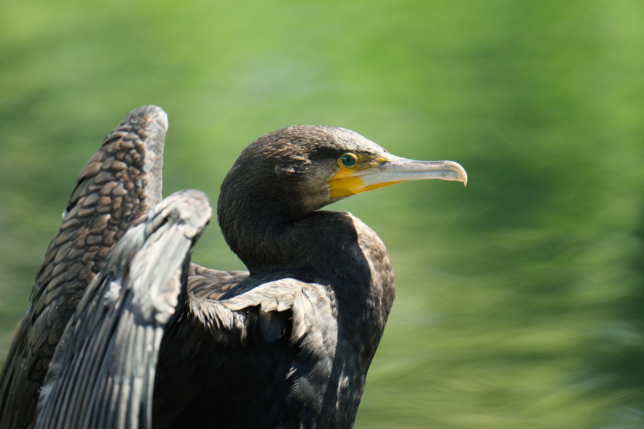 中郷温水池公園(三島市) カワウの写真