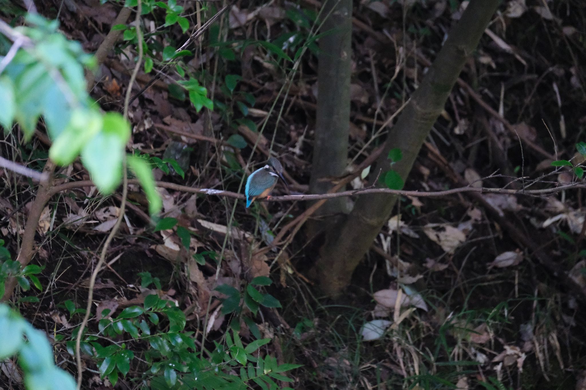 Common Kingfisher