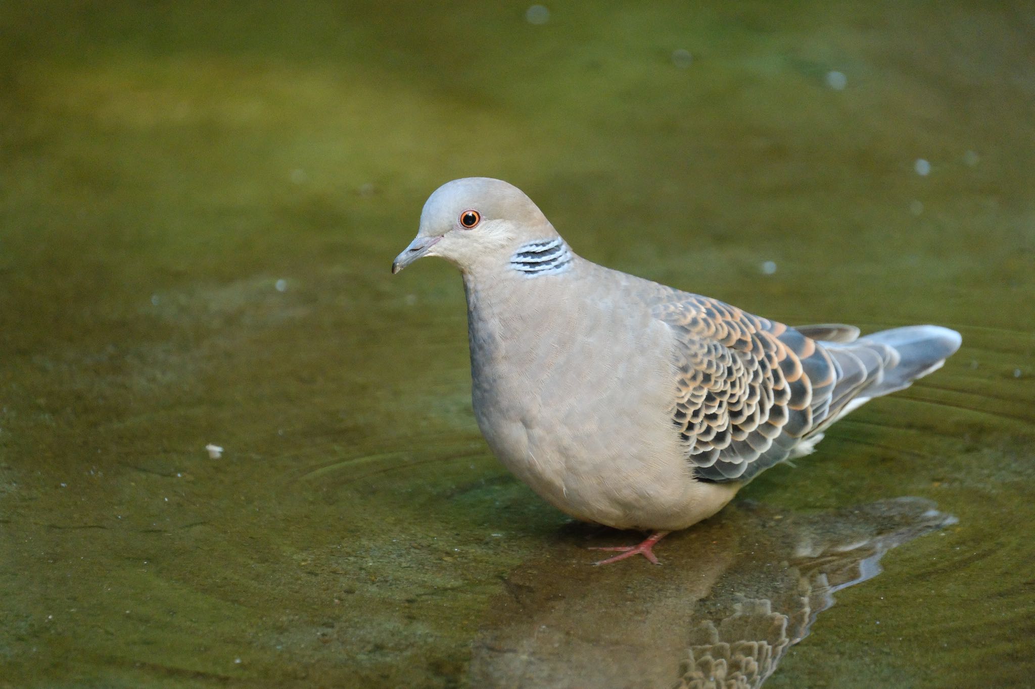 愛鷹広域公園 キジバトの写真