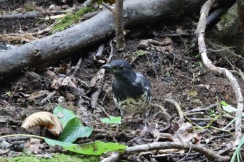 2023年8月26日(土) 早戸川林道の野鳥観察記録