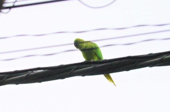 ワカケホンセイインコ 洗足池(大田区) 2023年8月16日(水)