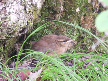 2023年8月12日(土) ピョウタンの滝(中札内村)の野鳥観察記録