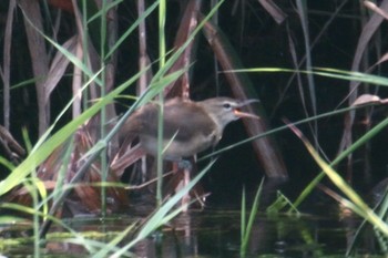 Oriental Reed Warbler 羽村市多摩川付近 Mon, 8/27/2018