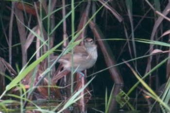 Oriental Reed Warbler 羽村市多摩川付近 Mon, 8/27/2018