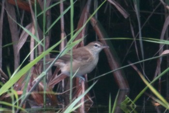 Oriental Reed Warbler 羽村市多摩川付近 Mon, 8/27/2018