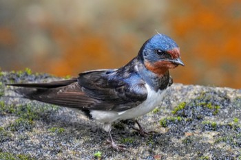 Barn Swallow 松之山 Sat, 6/24/2023