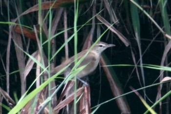 Oriental Reed Warbler 羽村市多摩川付近 Mon, 8/27/2018