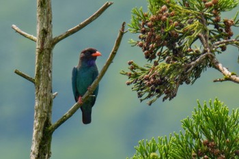 Oriental Dollarbird 松之山 Sat, 6/24/2023